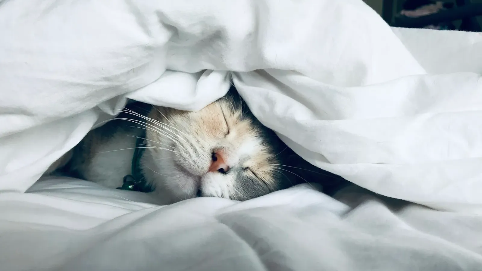 Chambre calme baignée d’une lumière douce, symbole d’une routine de sommeil régulière